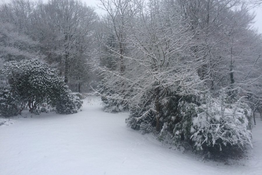 The Holt lawn in winter